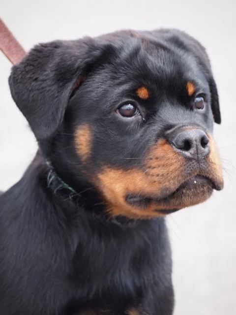 The best rottweiler breeders sales